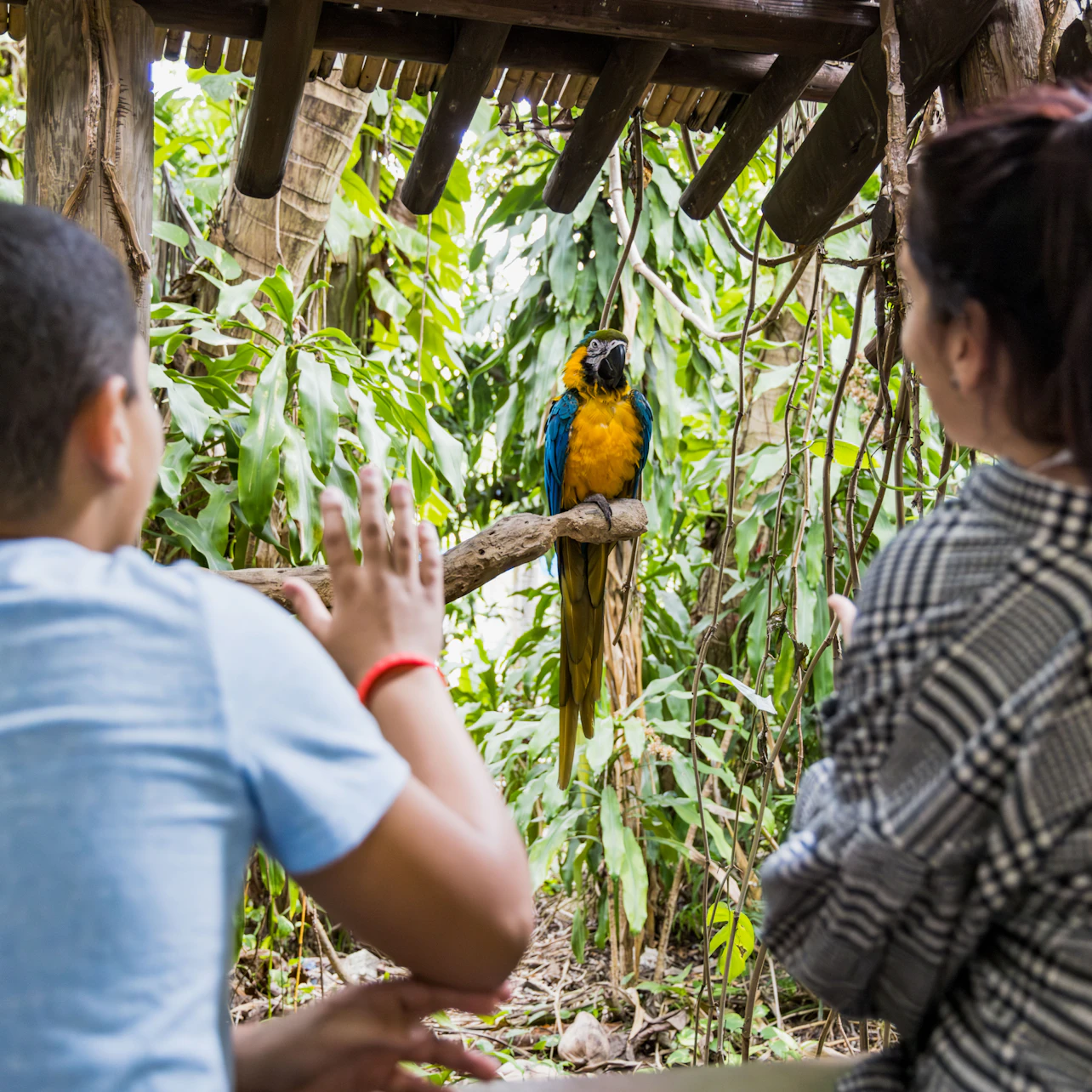 Jungle Island: Entry Ticket in Miami β Tiqets