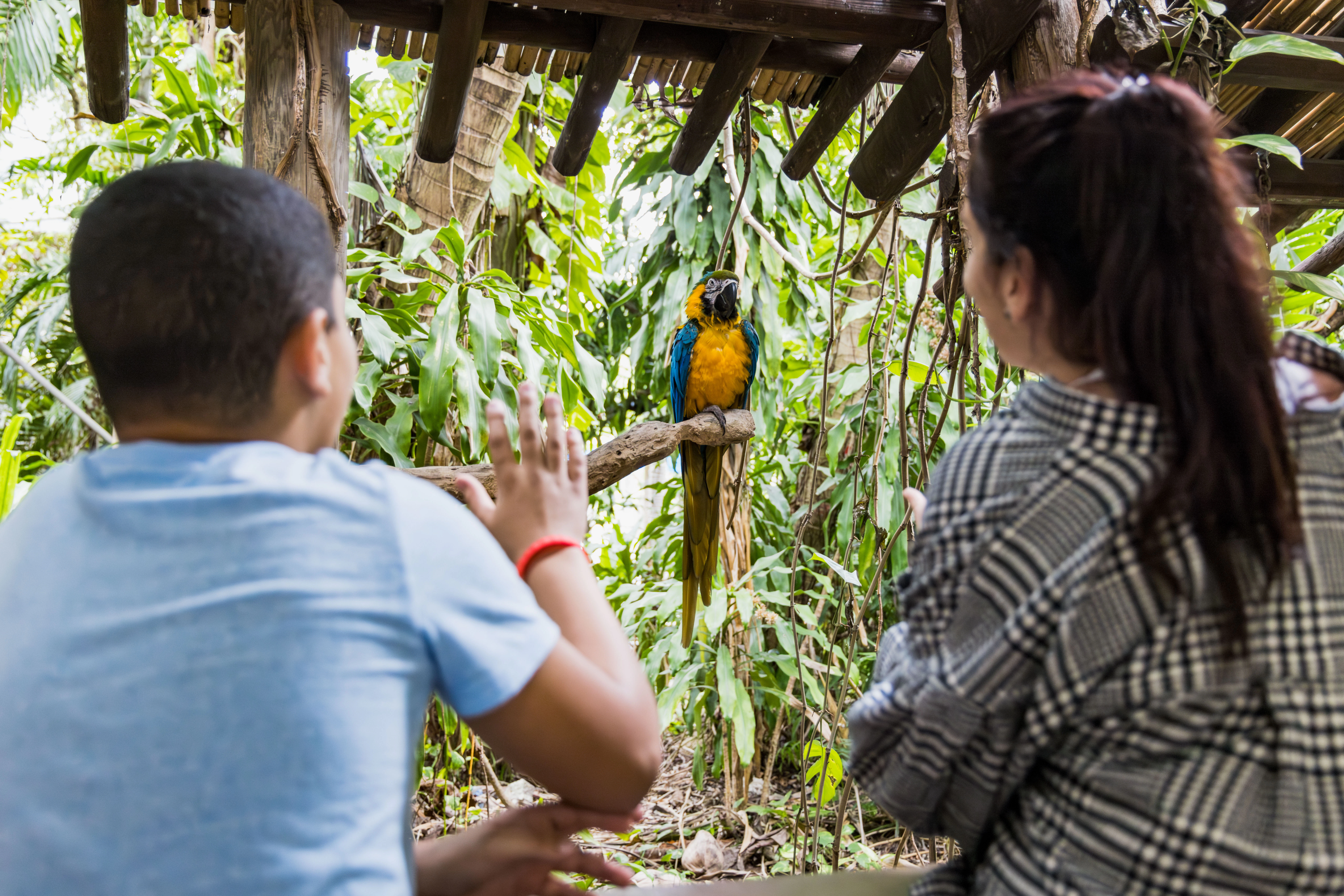 Jungle Island: Entry Ticket