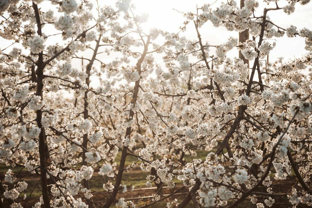 CherryHill Orchards: Blossom Festival - Photo 6