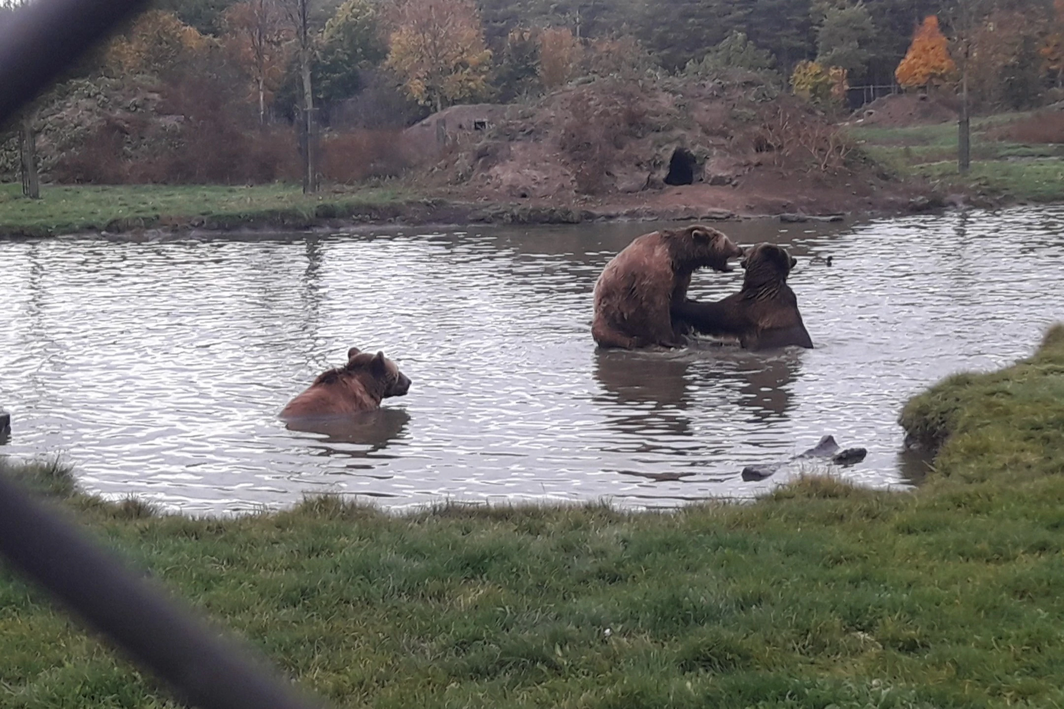 Budapest to Veresegyház Bear and Wolf Sanctuary: Live Guided Tour