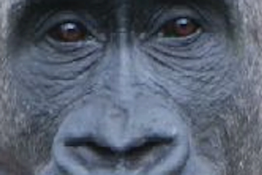 London ZSL Zoo Tickets