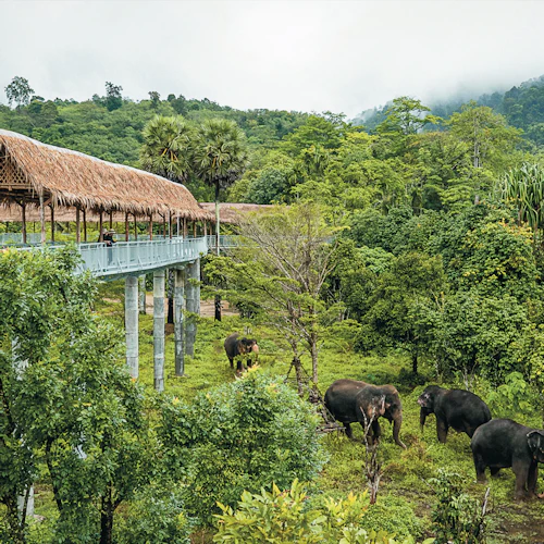 Phuket Elephant Sanctuary: Half-Day Program with Vegetarian Meal - Photo 6
