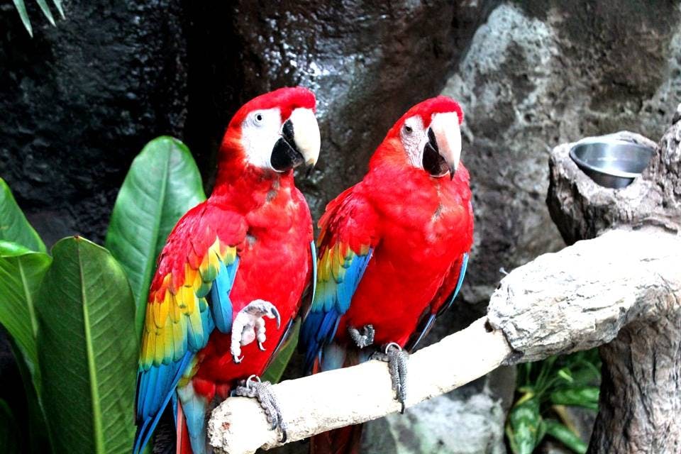 Two vibrant red parrots with blue and yellow wings perched on a branch, with leafy greenery and rocks in the background.