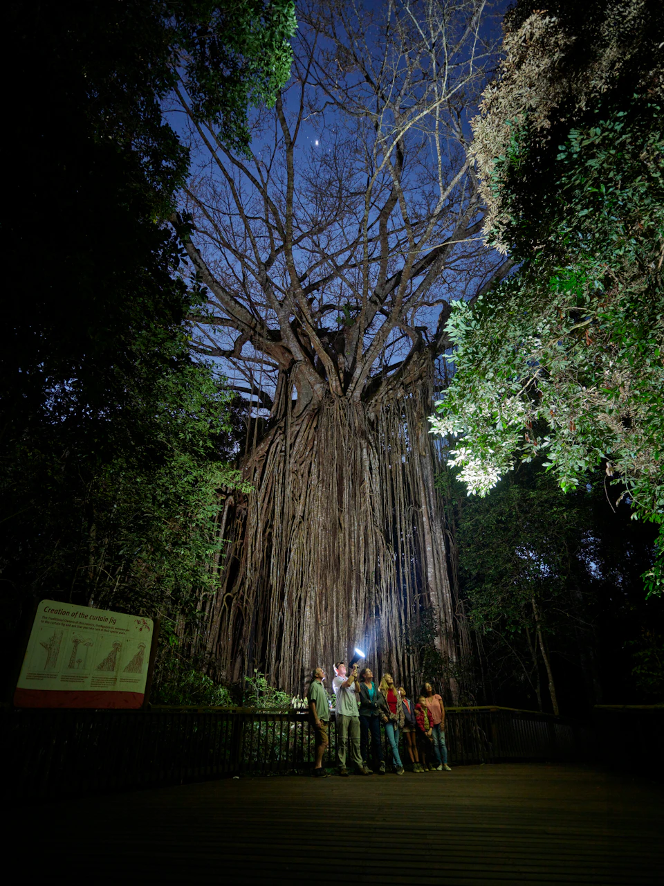 A group of people with a flashlight stands on a path beneath a large tree with hanging roots and branches, surrounded by dense foliage.
