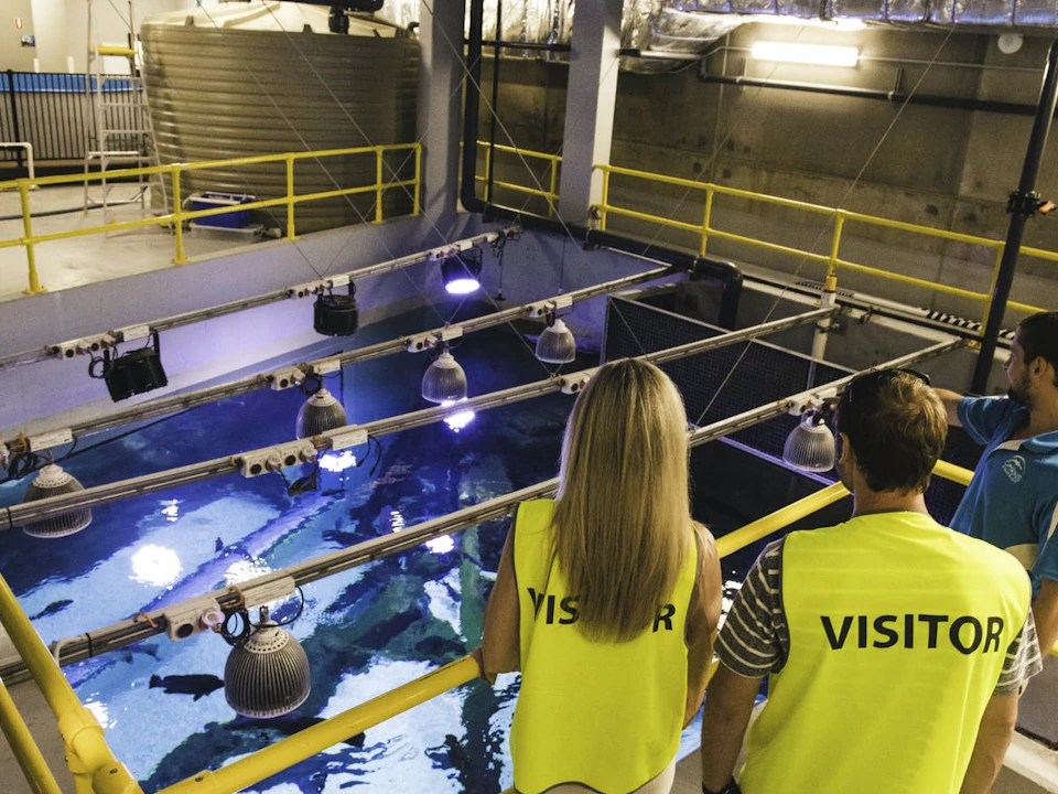 Two people wearing yellow vests labeled "VISITOR" observe an indoor aquarium with overhead lights.