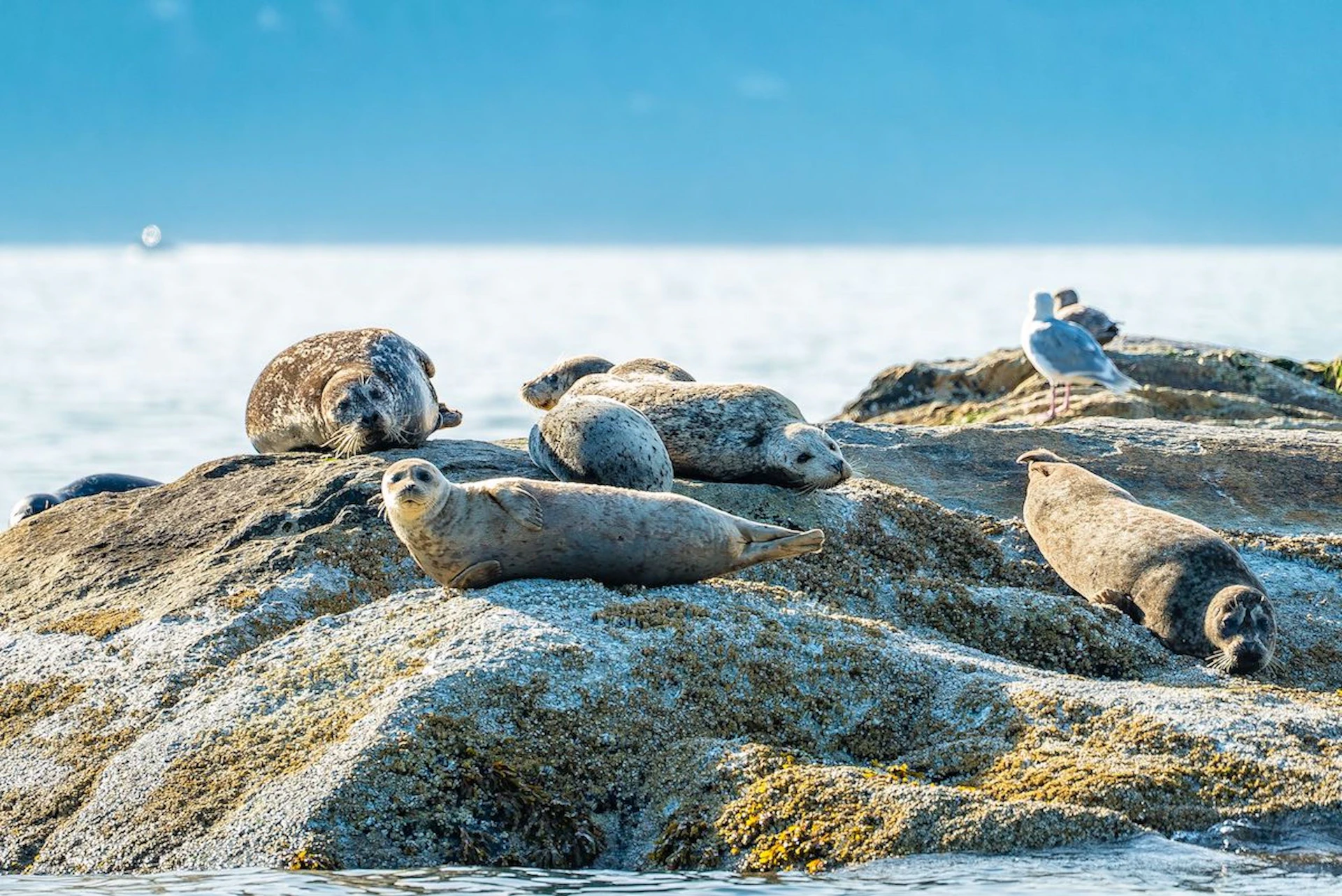 Local seal colony