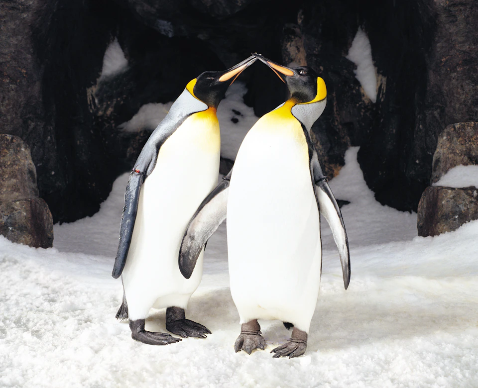 Two emperor penguins touching beaks, standing on snow with a dark, rocky background.