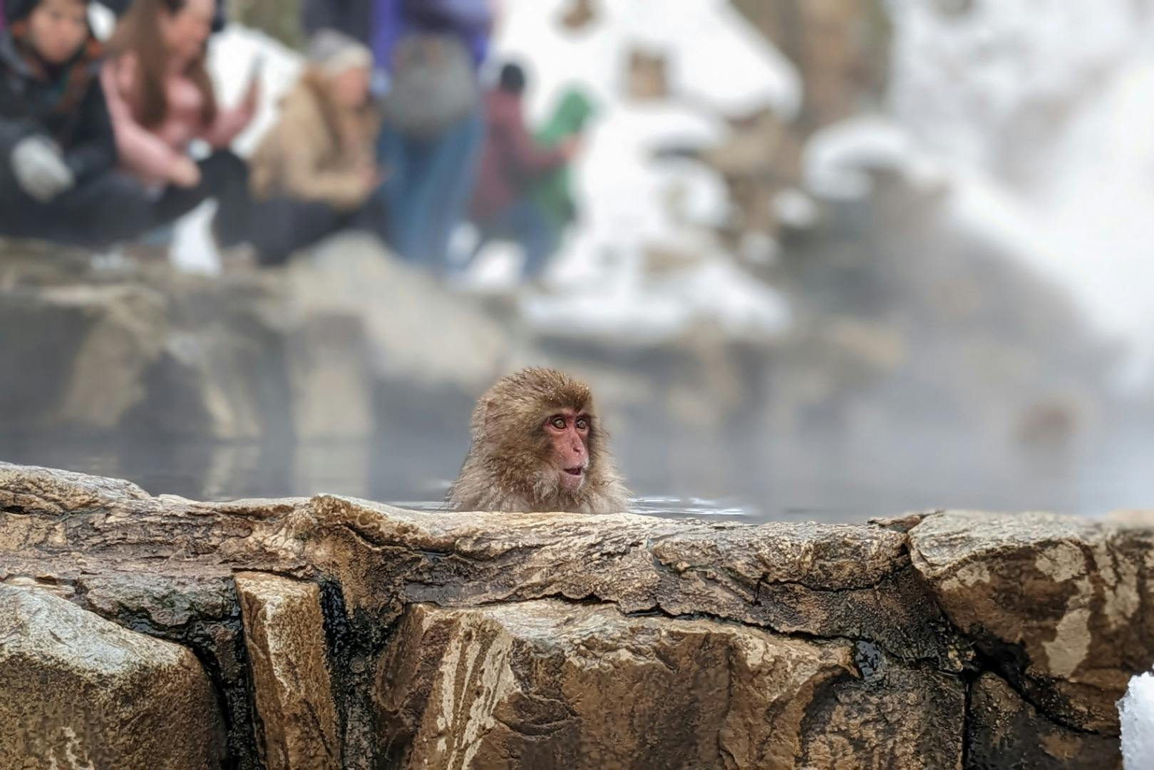 A monkey bathing in a hot spring with people blurred in the background, surrounded by rocky edges and snow.