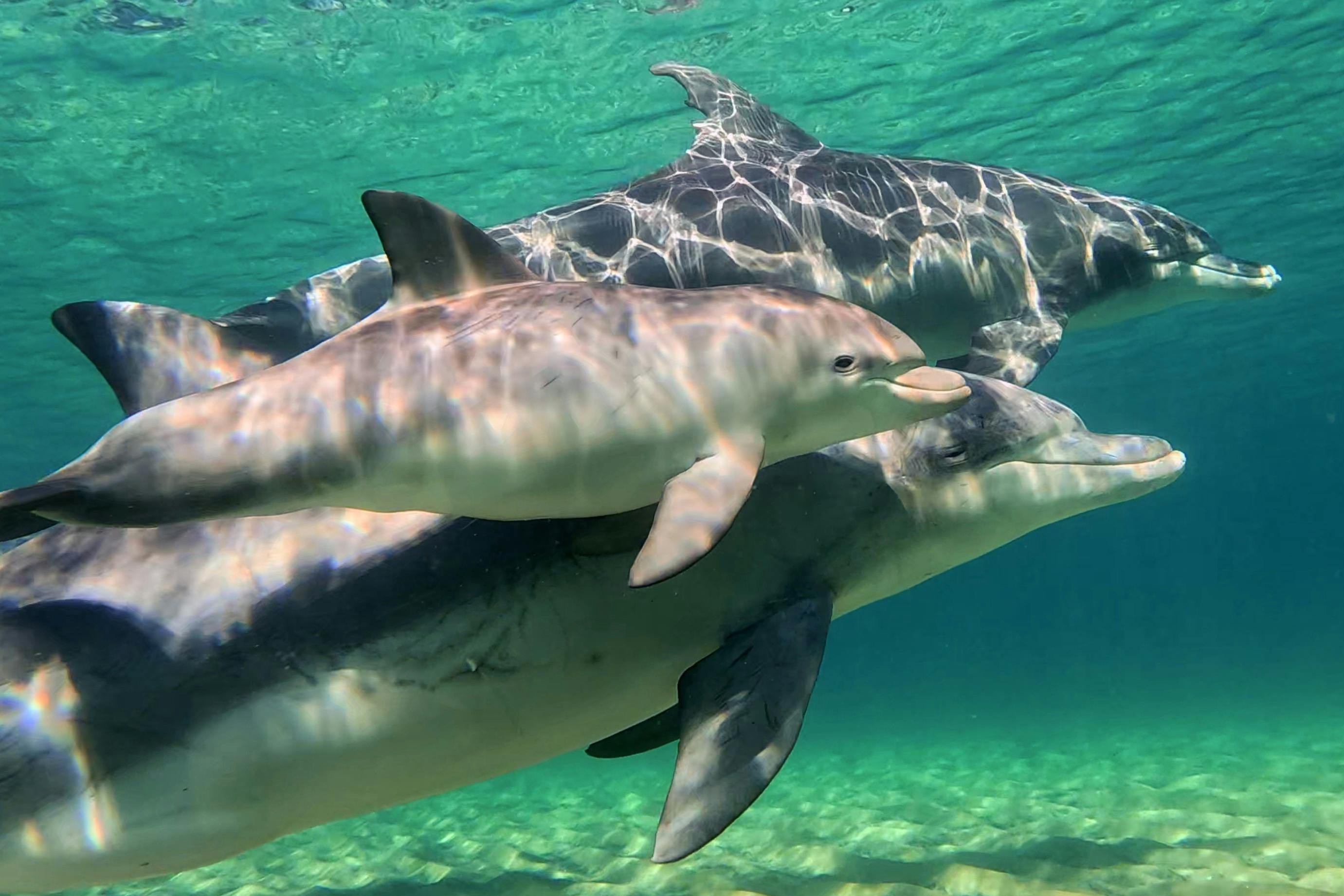 Fabulous wild dolphin behavior at its best!