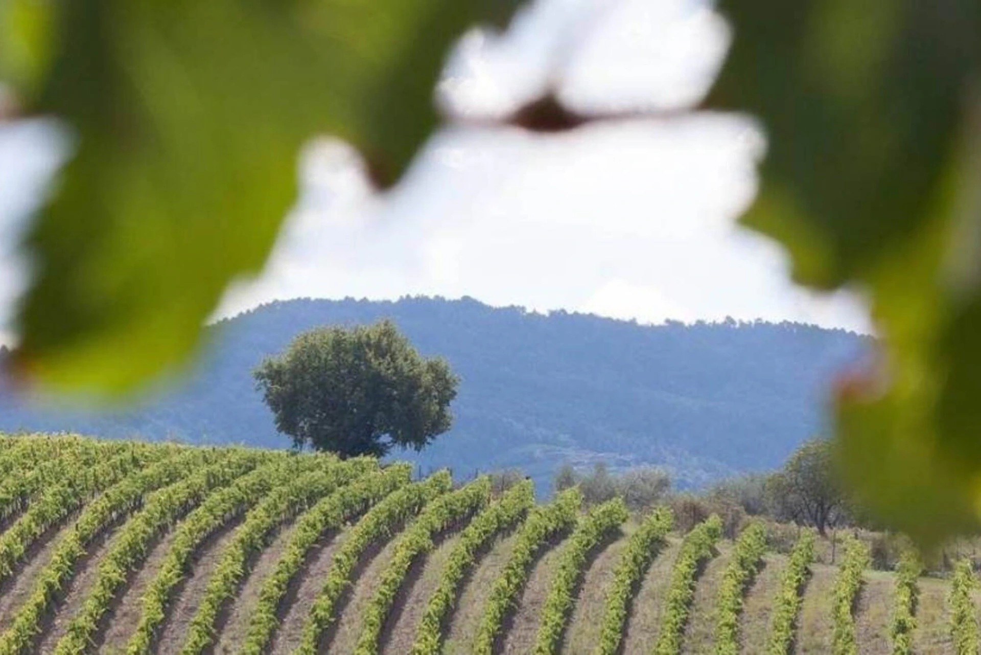 Chianti