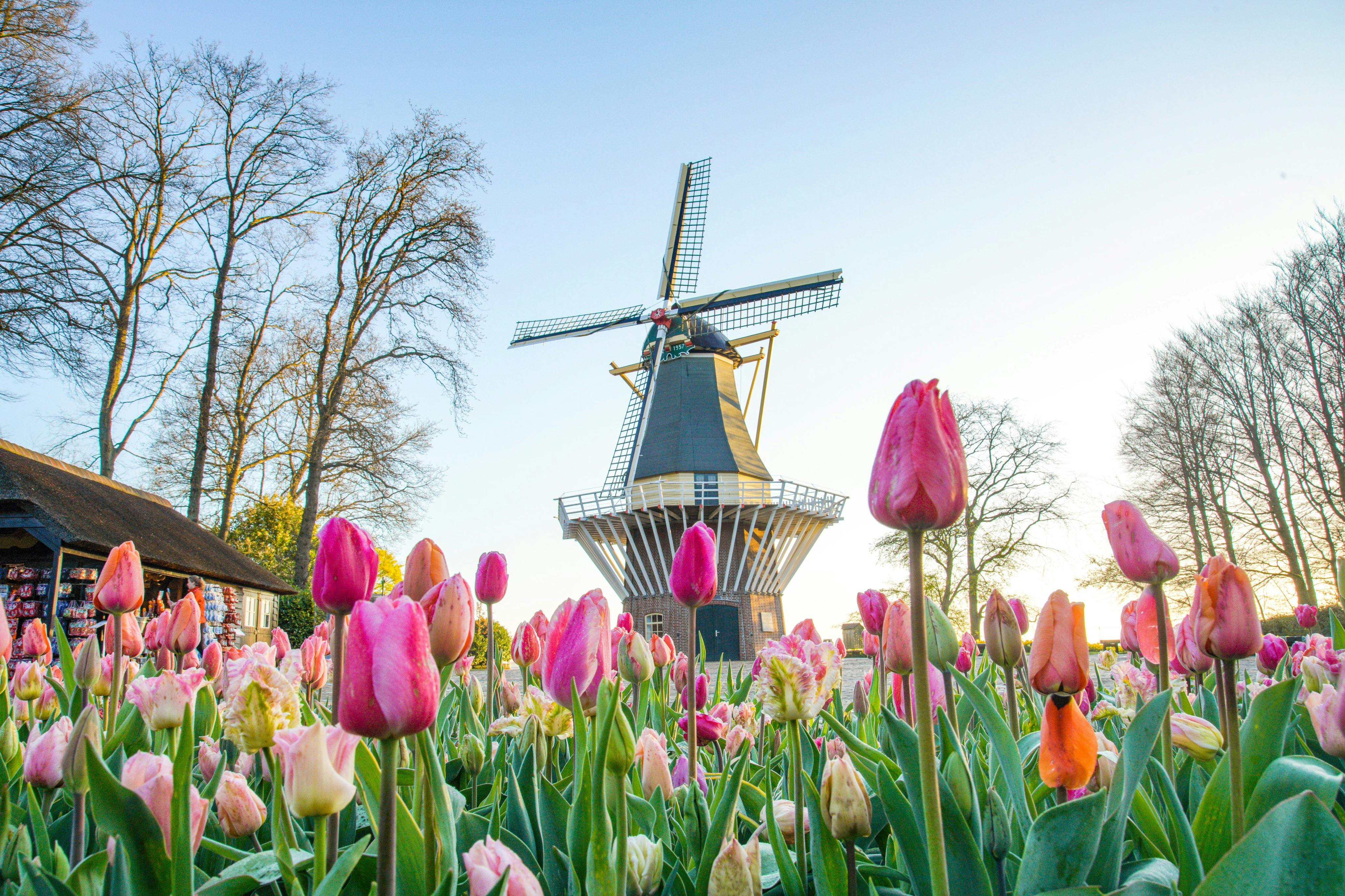 A traditional windmill behind a vibrant field of colorful tulips under a clear blue sky.