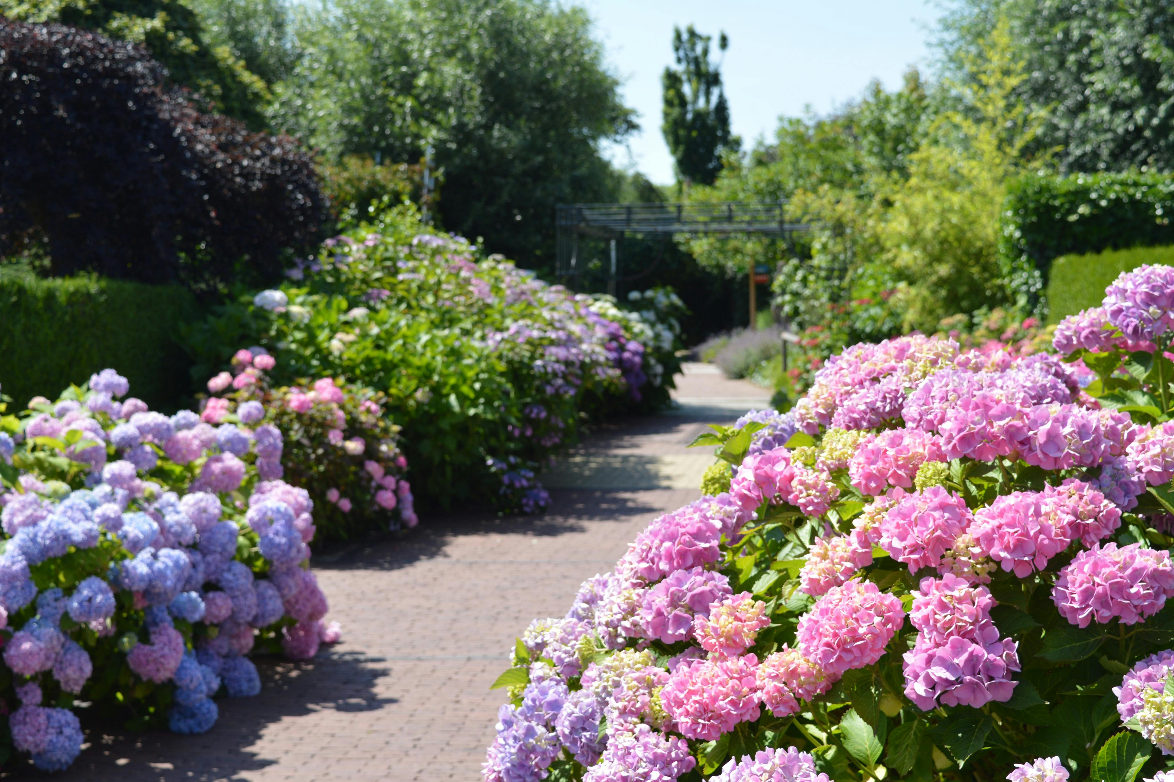 花园、绣球花、花卉