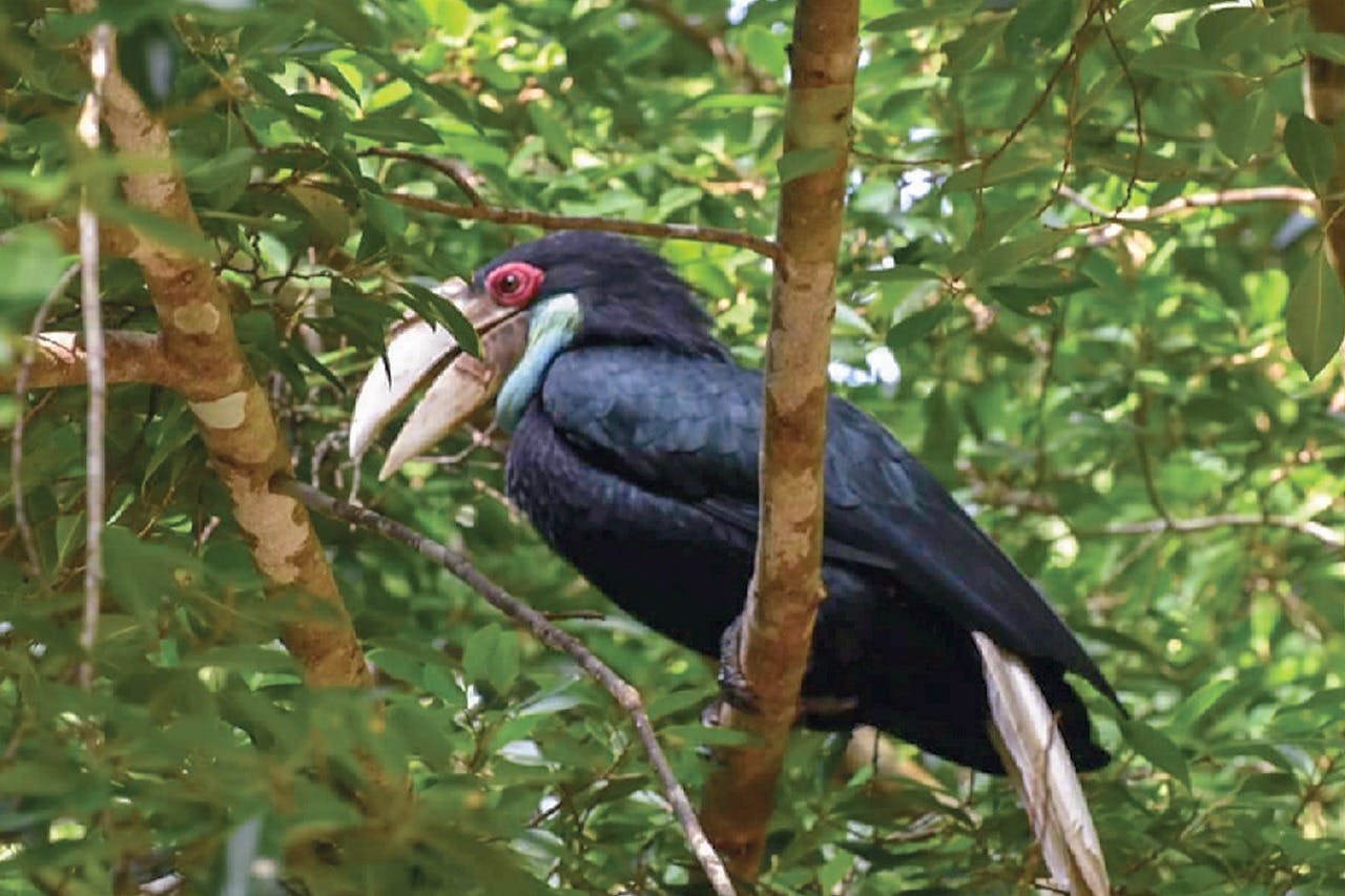 「羽毛与飞行：体验鸟类交响乐，包括雄伟的犀鸟」