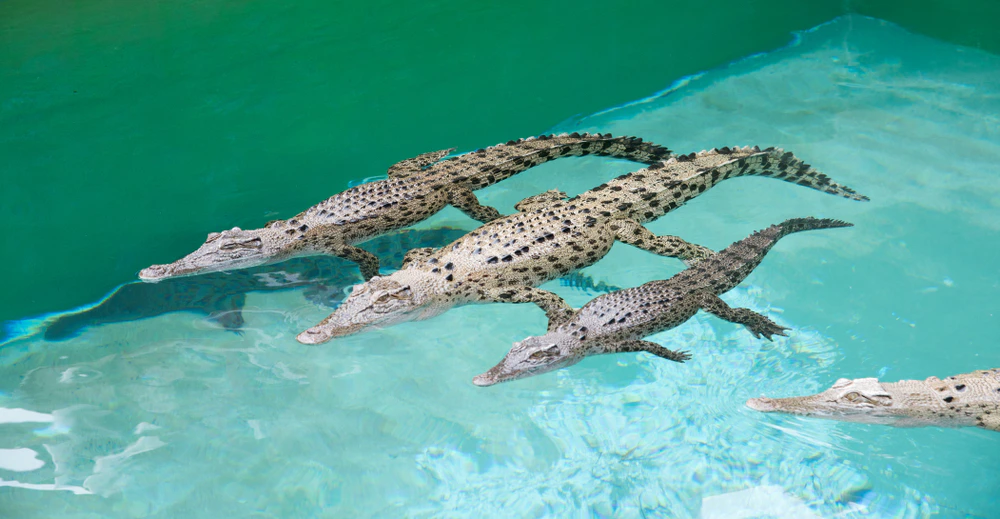 Three crocodiles swimming side by side in clear, turquoise water.