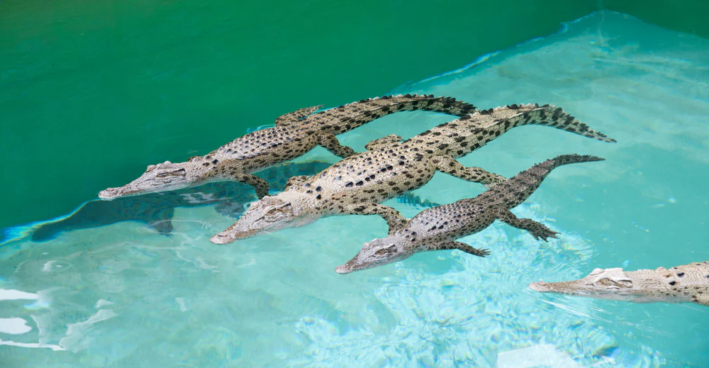 Crocosaurus Cove: Whipray Encounter
