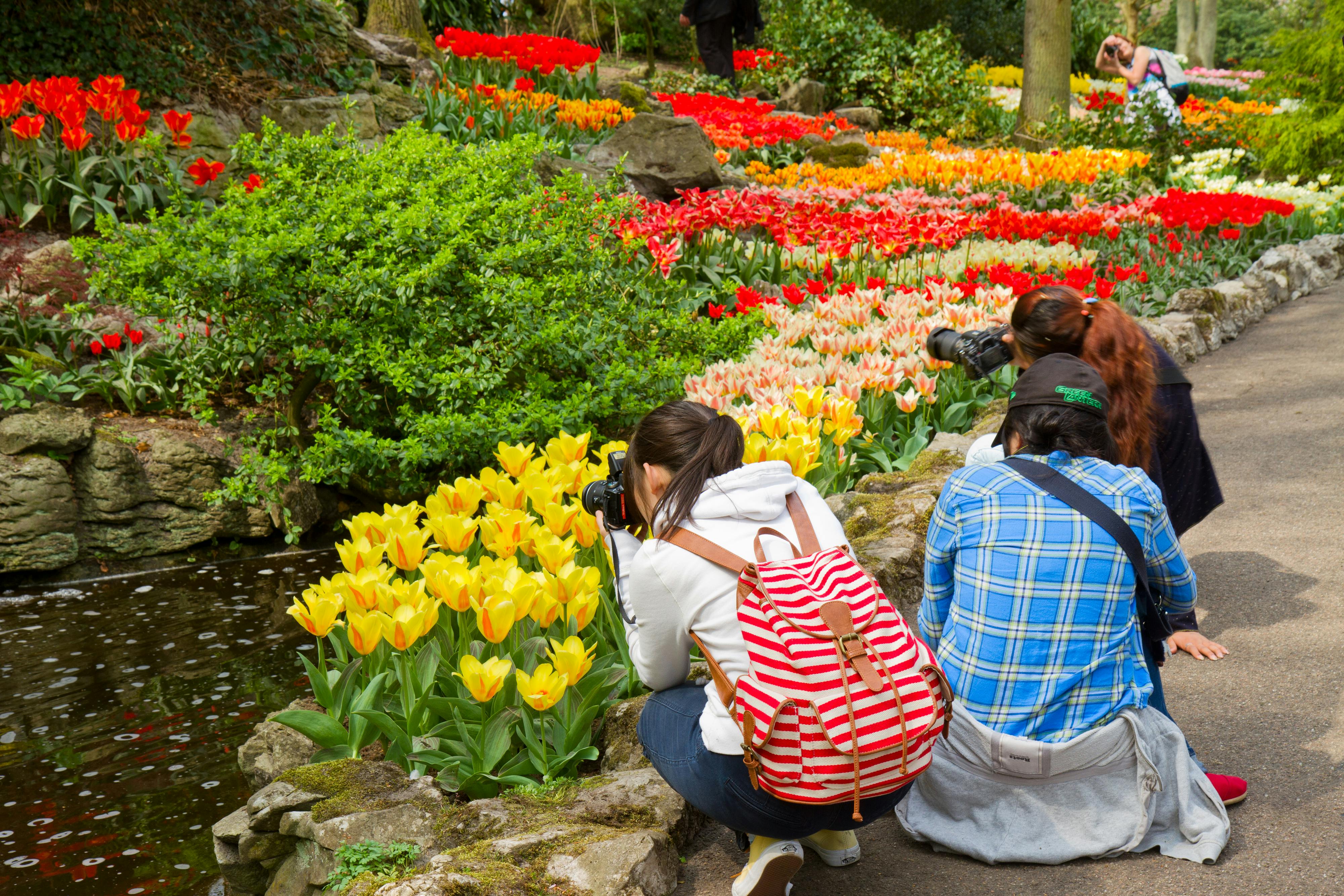 Two people kneeling to photograph vibrant yellow and red tulips in a lush garden setting.