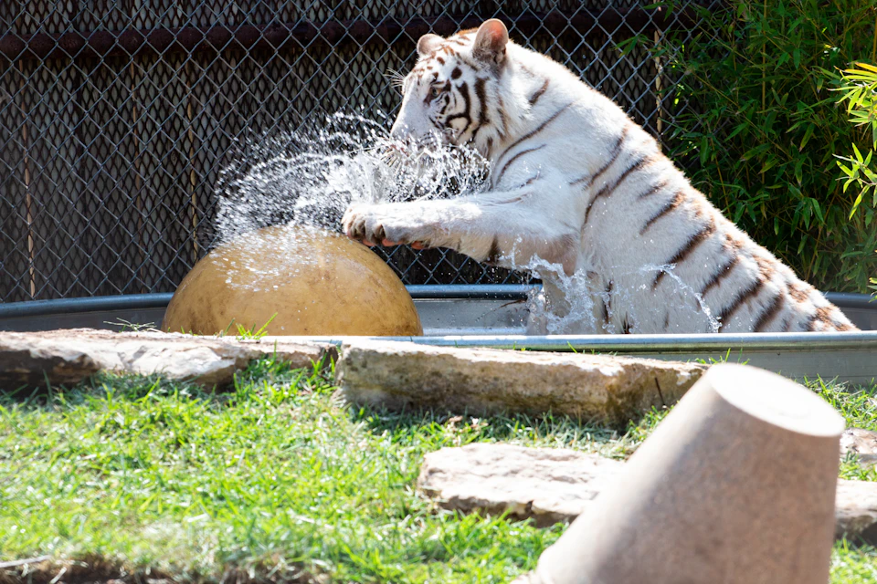 A white tiger splashes water while playing with a large yellow ball in a fenced enclosure. Grass and rocks are visible in the foreground.