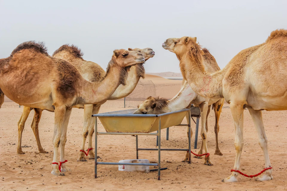 Five camels standing around a metal feeder in a desert setting, with some drinking and others looking around.