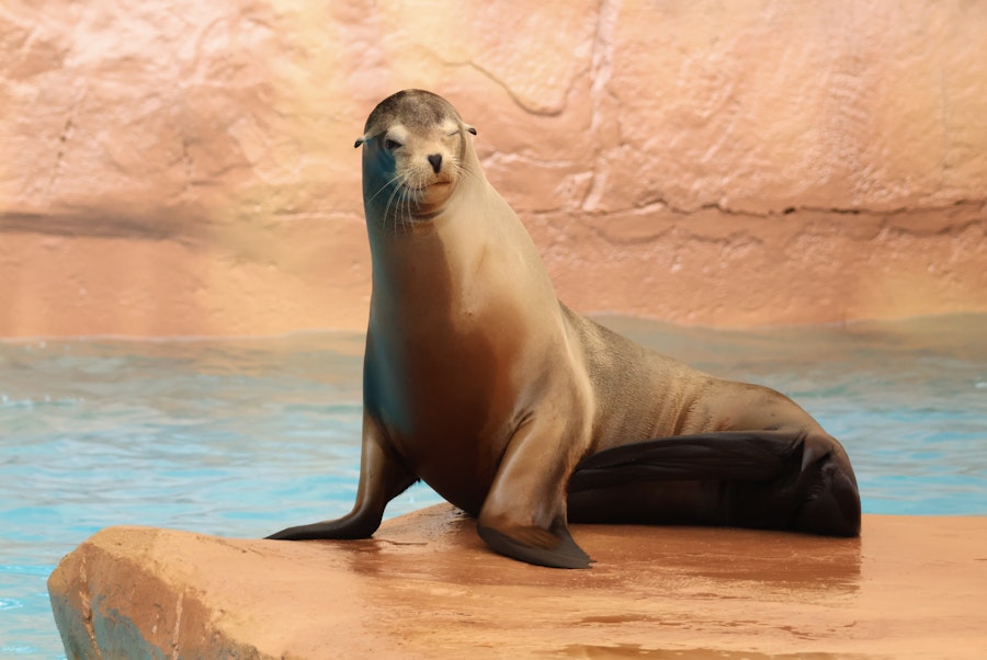 Benalmadena Selwo Marina Tickets