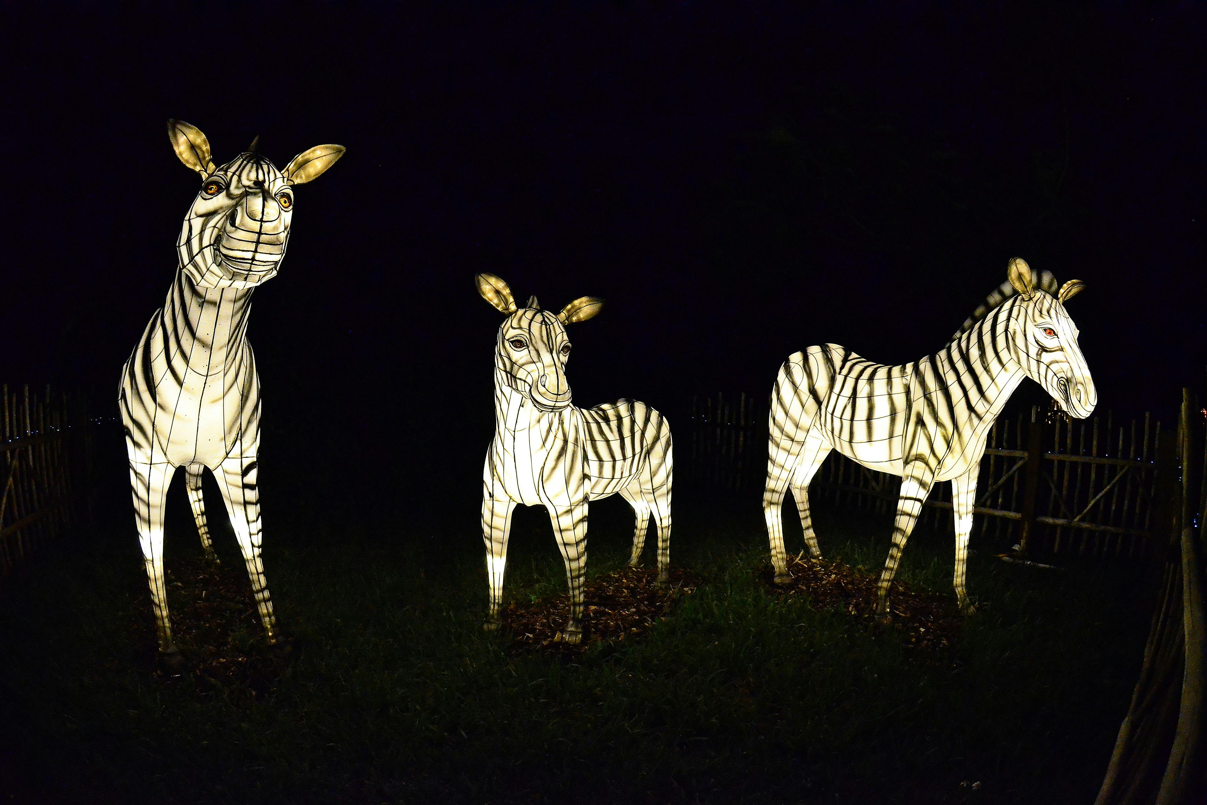 マイアミ動物園の灯り