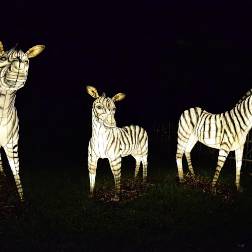 Zoo Lights no Zoo Miami - Photo 6