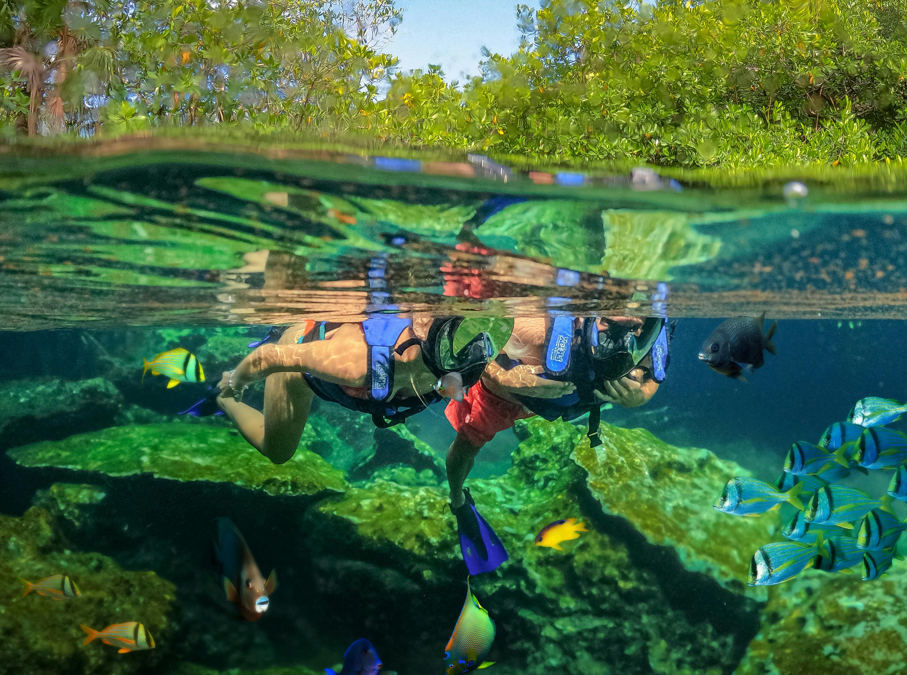 Deux plongeurs en apnée dans une eau claire observent des poissons colorés parmi des rochers et des plantes sous-marines, avec un arrière-plan de forêt au-dessus de la surface.