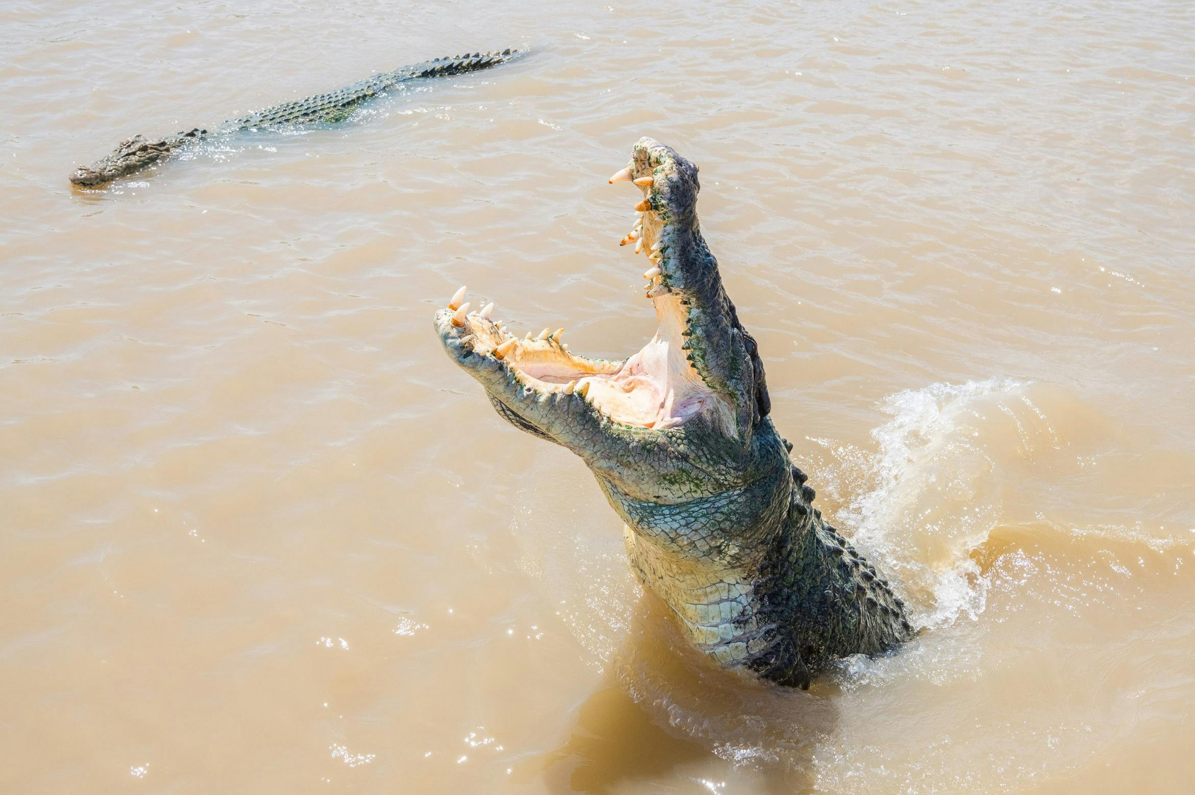 Crocodiles d'eau salée femelles et mâles