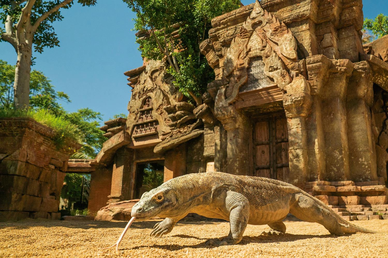 A Komodo dragon crawls on sandy ground in front of an ancient, intricately carved stone temple surrounded by greenery and trees.
