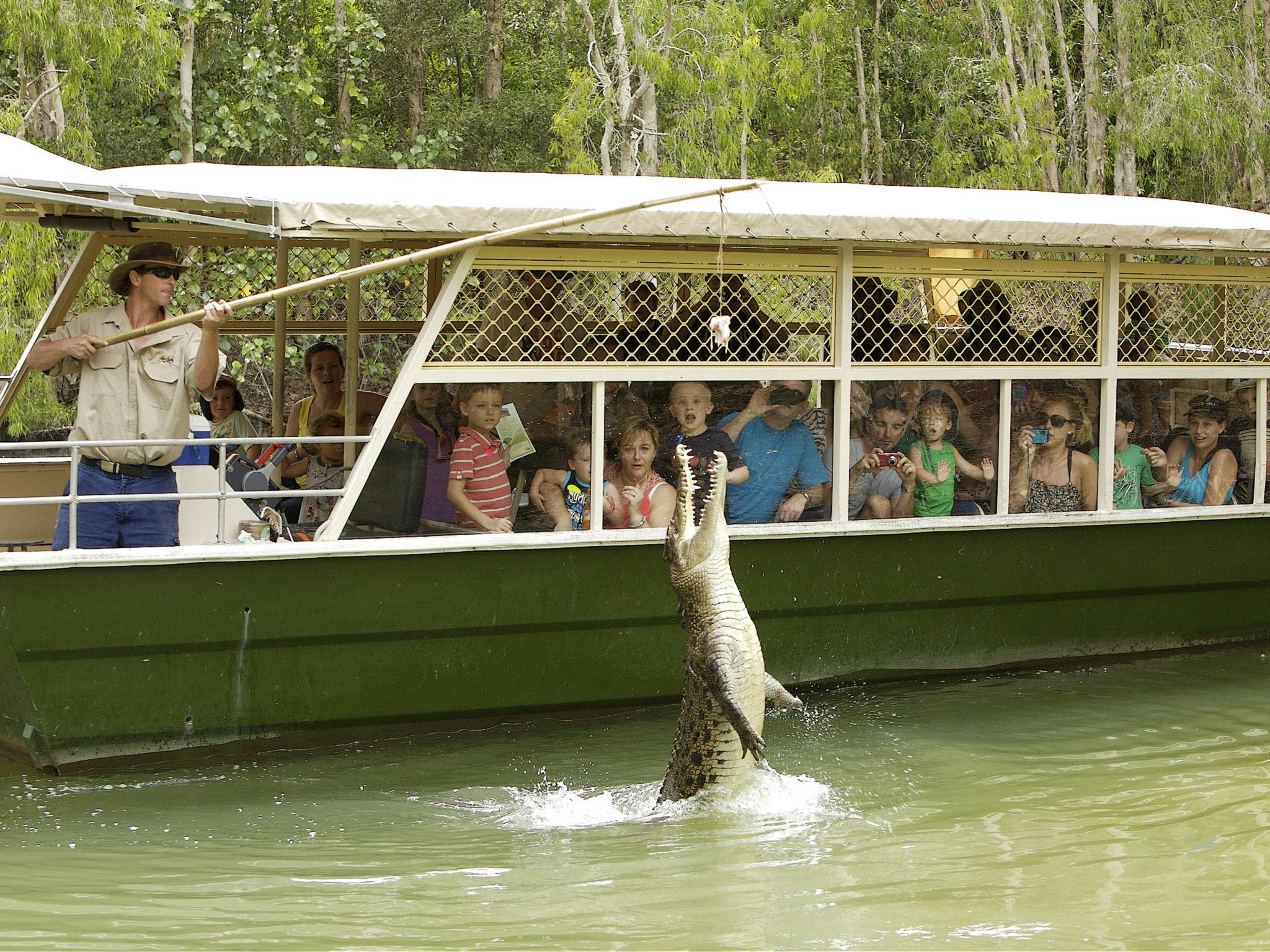 一艘带有围观者的游船观察到一只鳄鱼从水中跳出来，伸手去拿工作人员的食物。