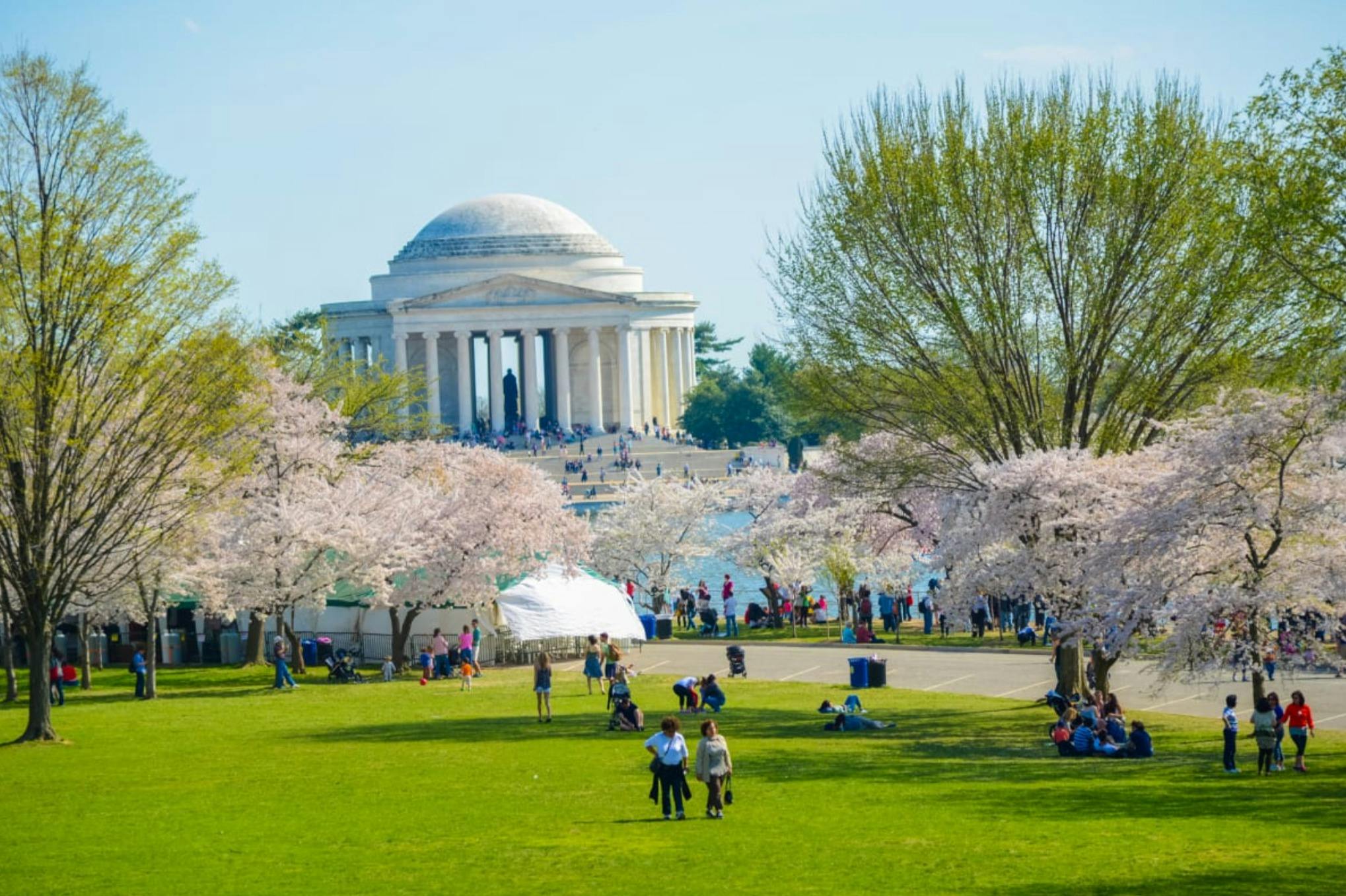 Un parc où des gens profitent du grand air près de cerisiers en fleurs, avec le mémorial Jefferson visible en arrière-plan.