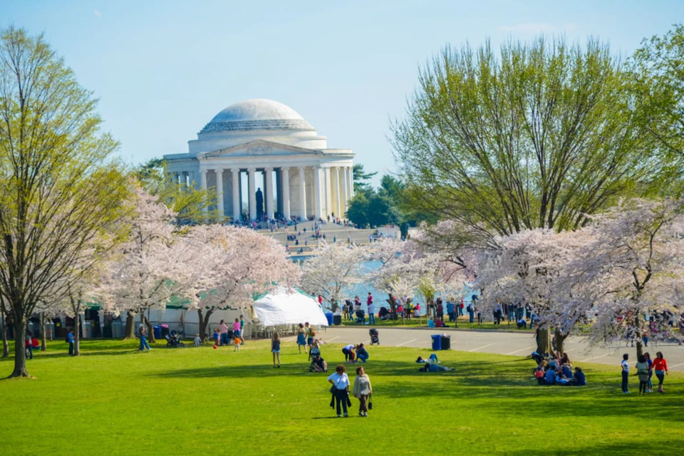 A park with people enjoying the outdoors near blooming cherry blossom trees, with the Jefferson Memorial visible in the background.