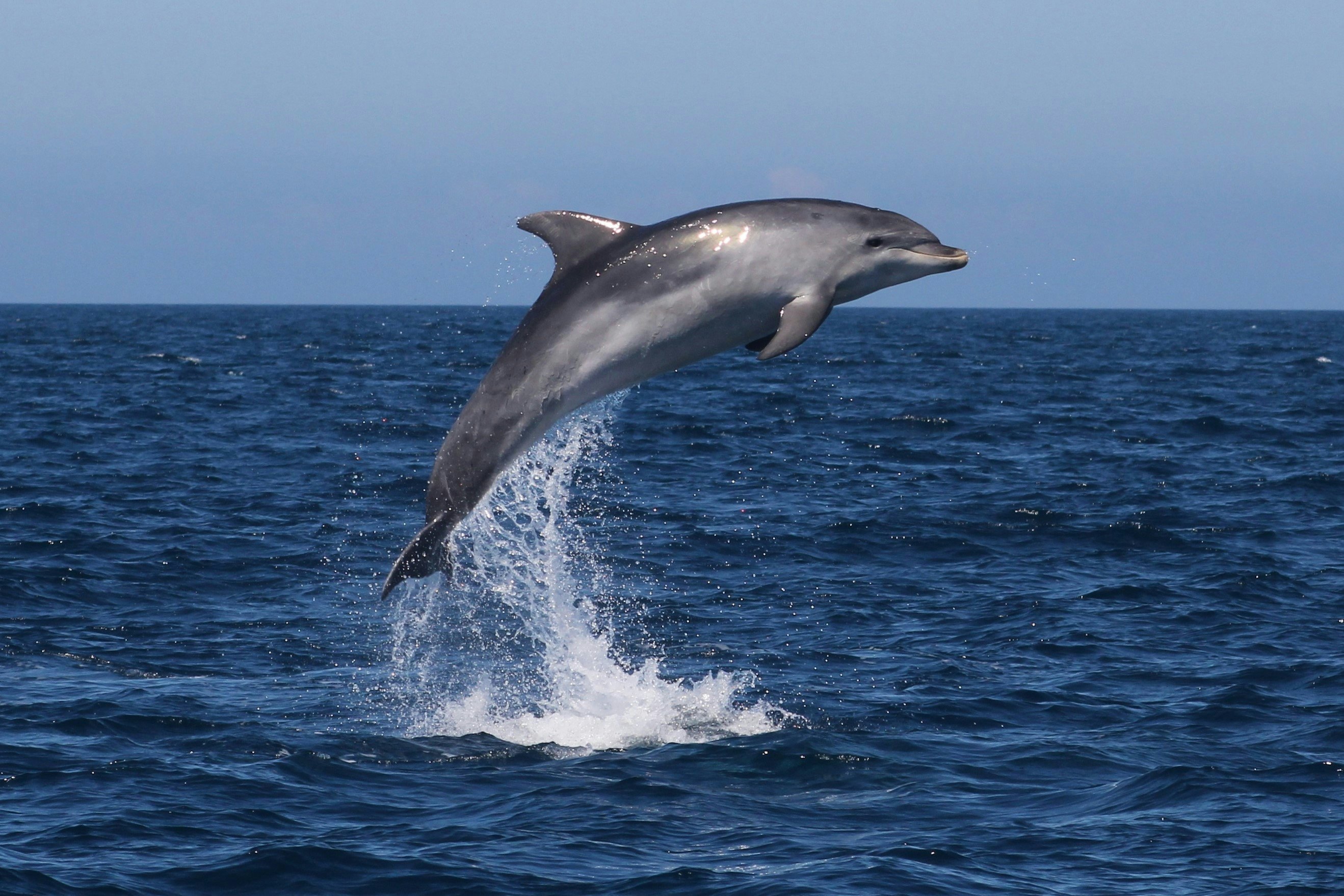 Sagres: Guided Dolphin Watching & Caves Tour