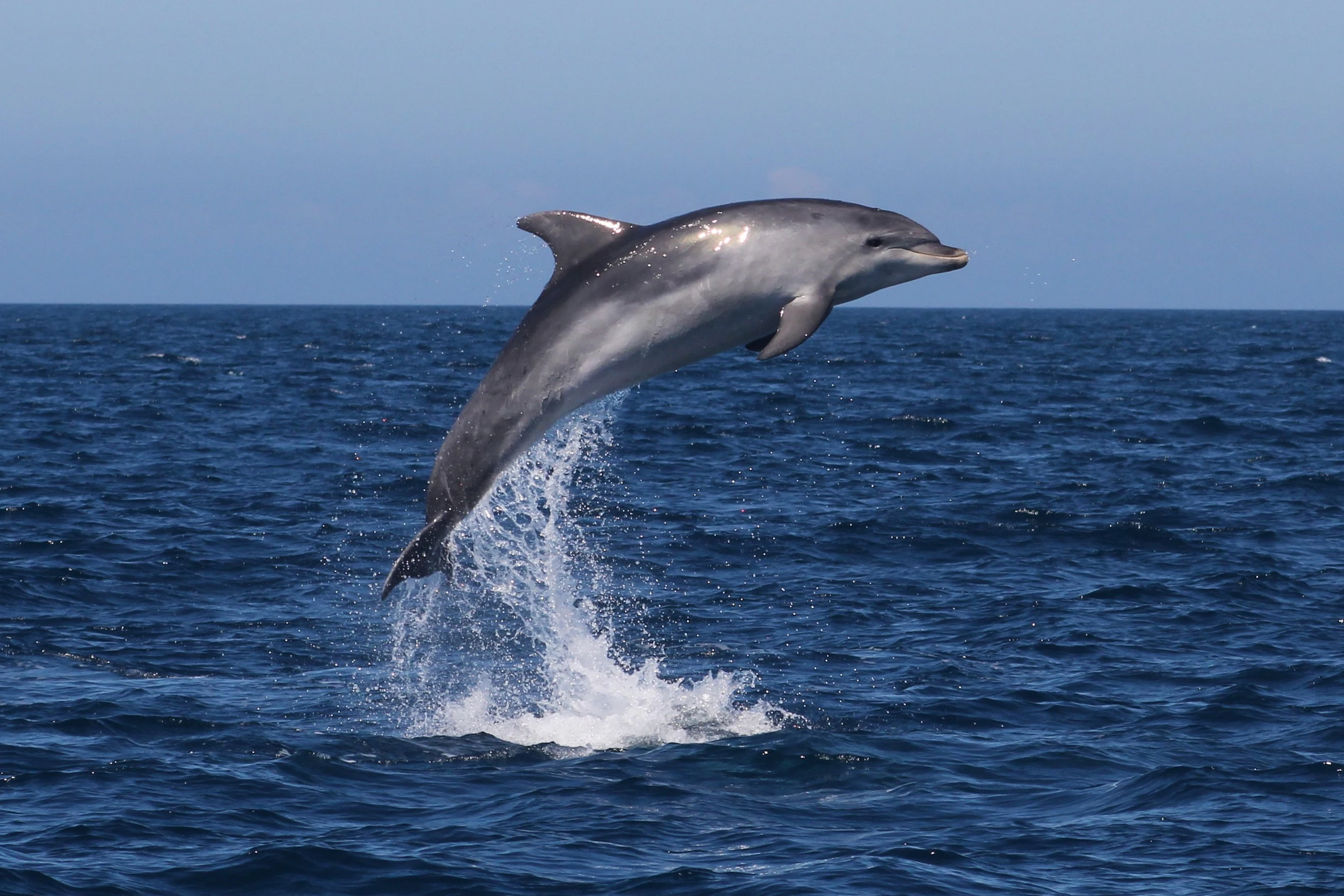 Sagres: Guided Dolphin Watching & Caves Tour