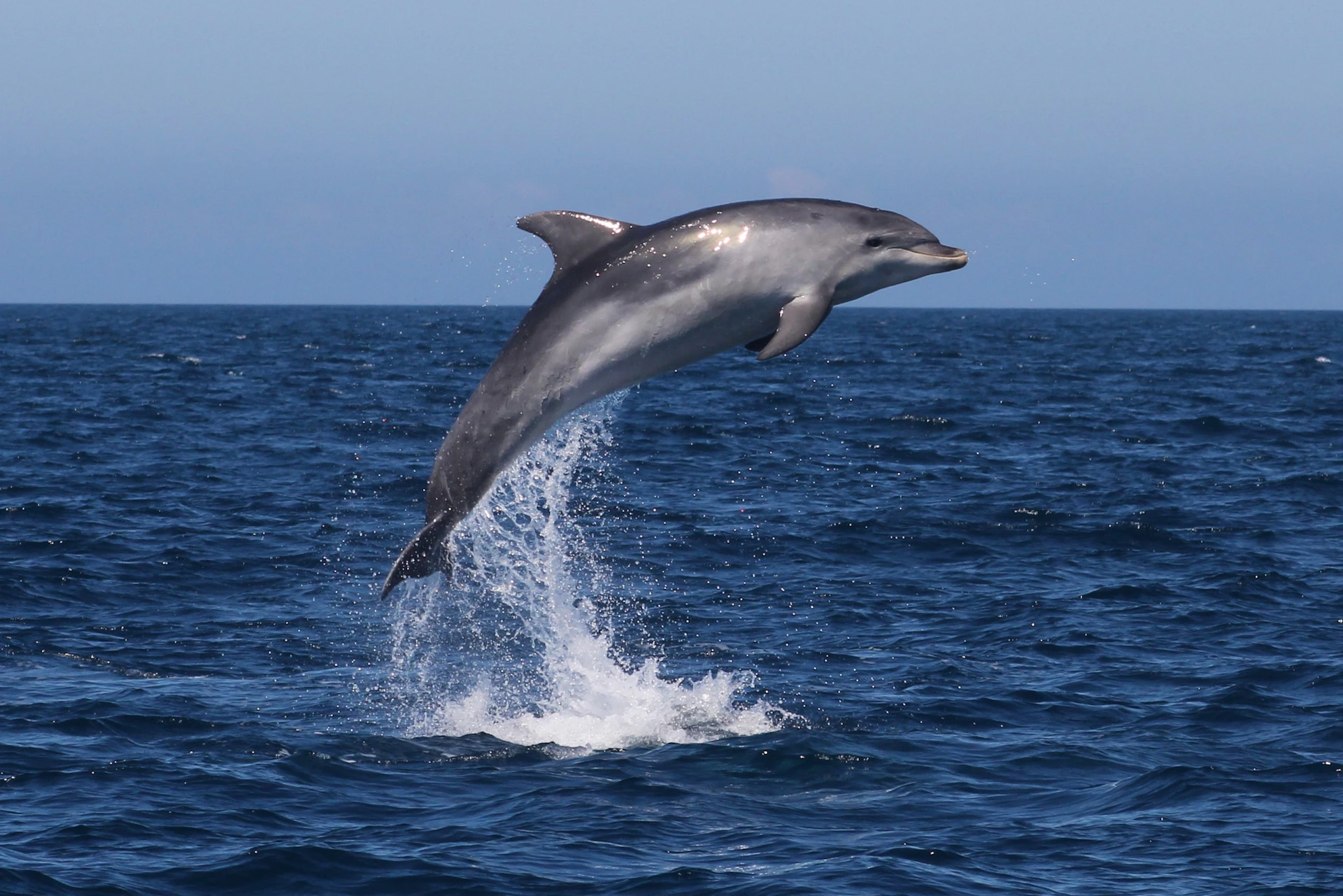 Bottlenose dolphin