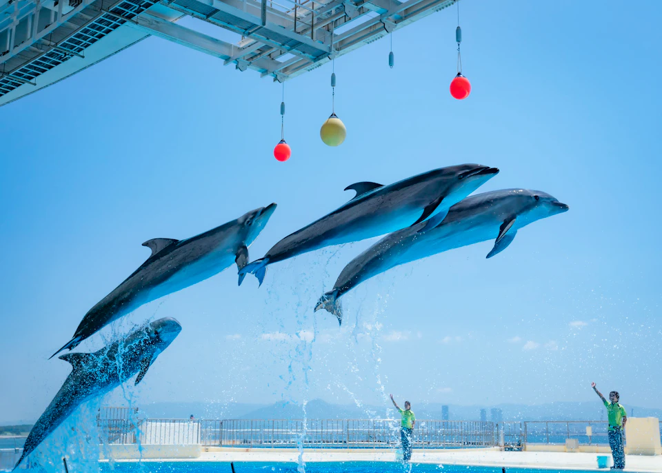 Four dolphins leaping in unison out of a pool during a performance, with colorful balls hanging above and a trainer nearby.