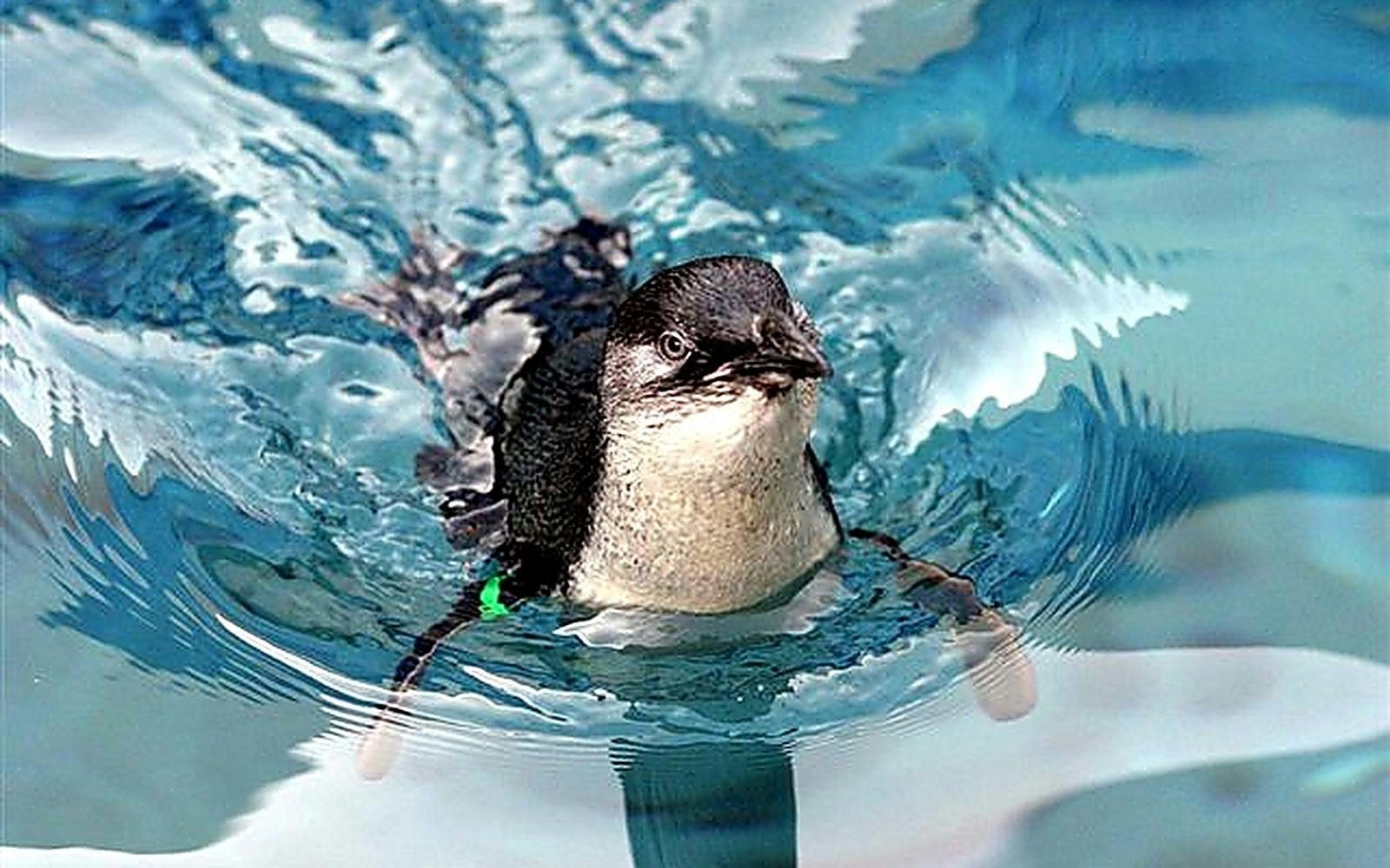 A small penguin swimming in clear blue water, with its head above the surface, looking forward.