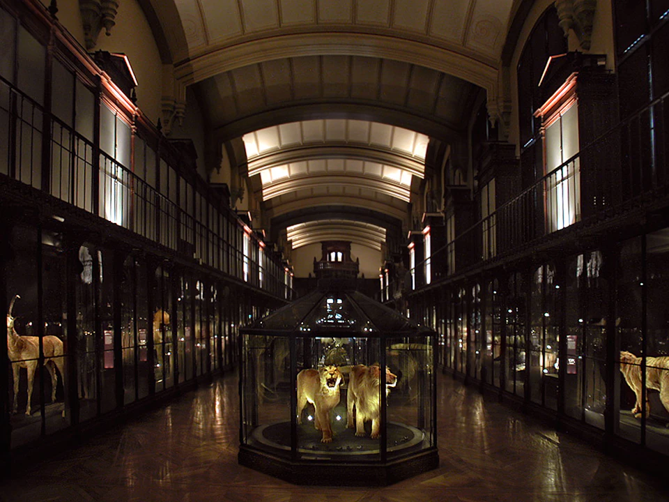 Dimly lit museum hall with a center display of two taxidermy lions in a glass case, lined with display cabinets under an arched ceiling.