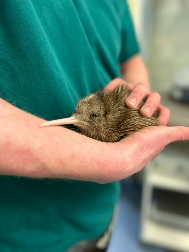 A small kiwi bird being gently held by a person wearing a green shirt in an indoor setting.