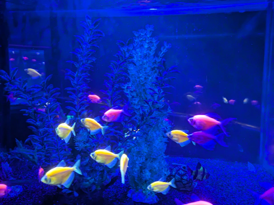 Boutique Aquarium: Admission Ticket at The Top Penang