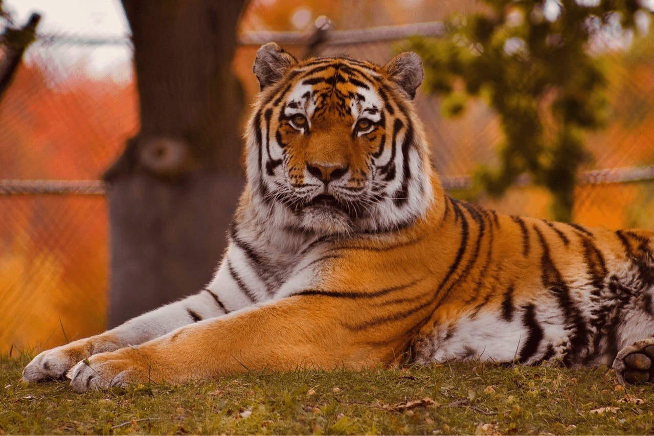 Tygr ležící na trávě, s rozmazaným pozadím stromů a plotem.