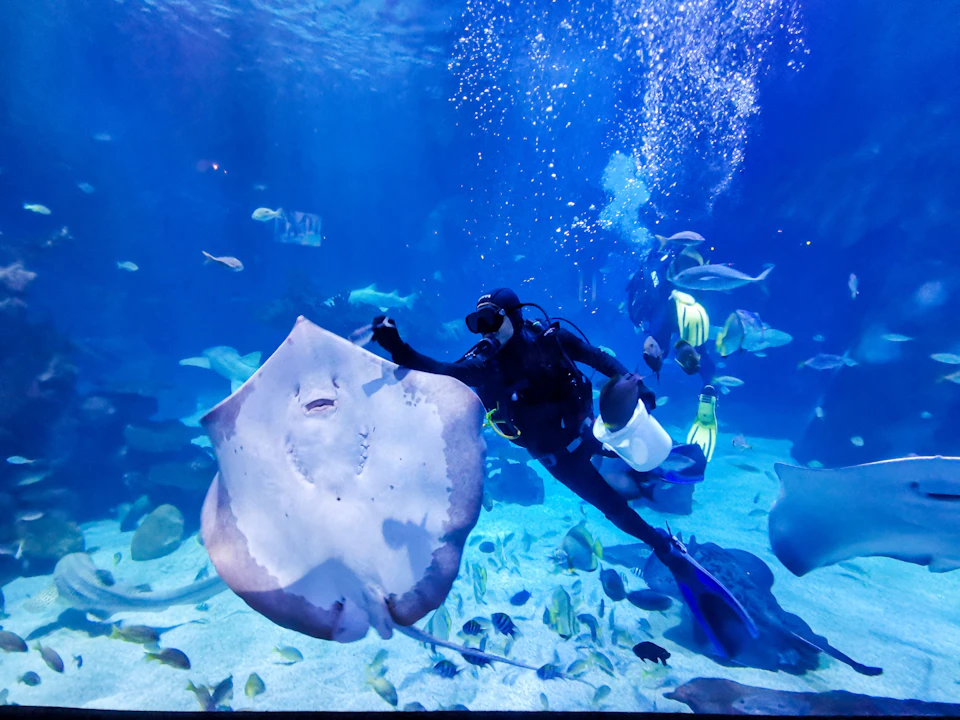 A scuba diver underwater in an aquarium, surrounded by fish and a large ray in the foreground.