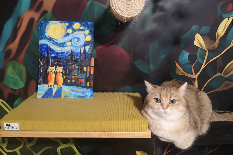 Cicero, the Scottish Shorthair, is posing.