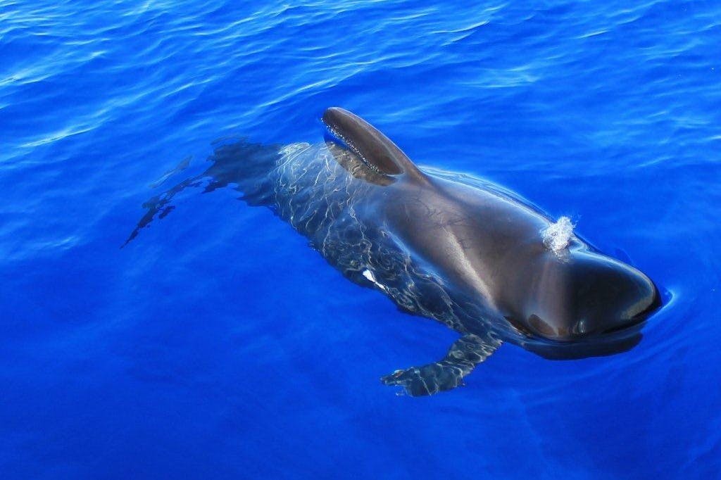 Tropical pilot whale