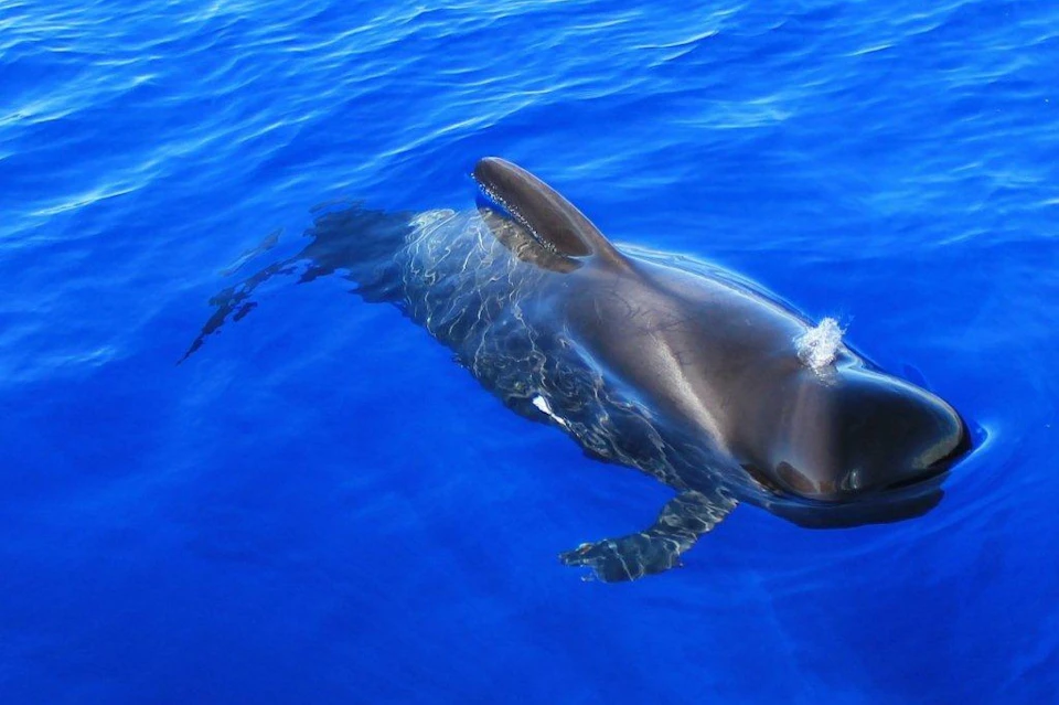 Tropical pilot whale