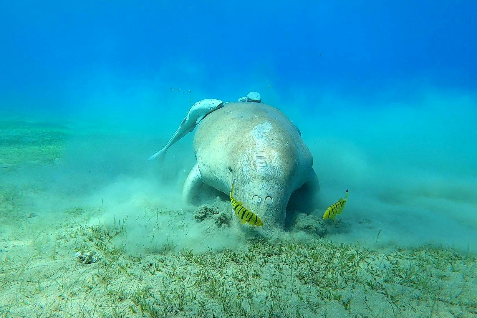 θαλάσσια αγελάδα marsa alam