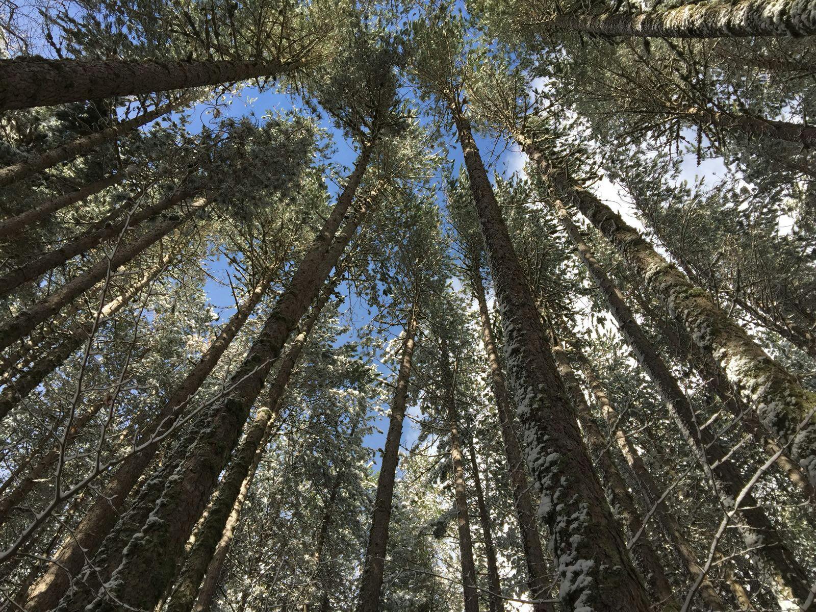 Alberi alti coperti di neve, visti dal basso con un cielo azzurro che fa capolino attraverso la fitta chioma.