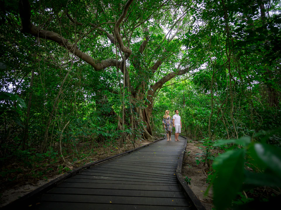 Two people walk on a wooden boardwalk through a lush, dense forest with large trees and abundant greenery.