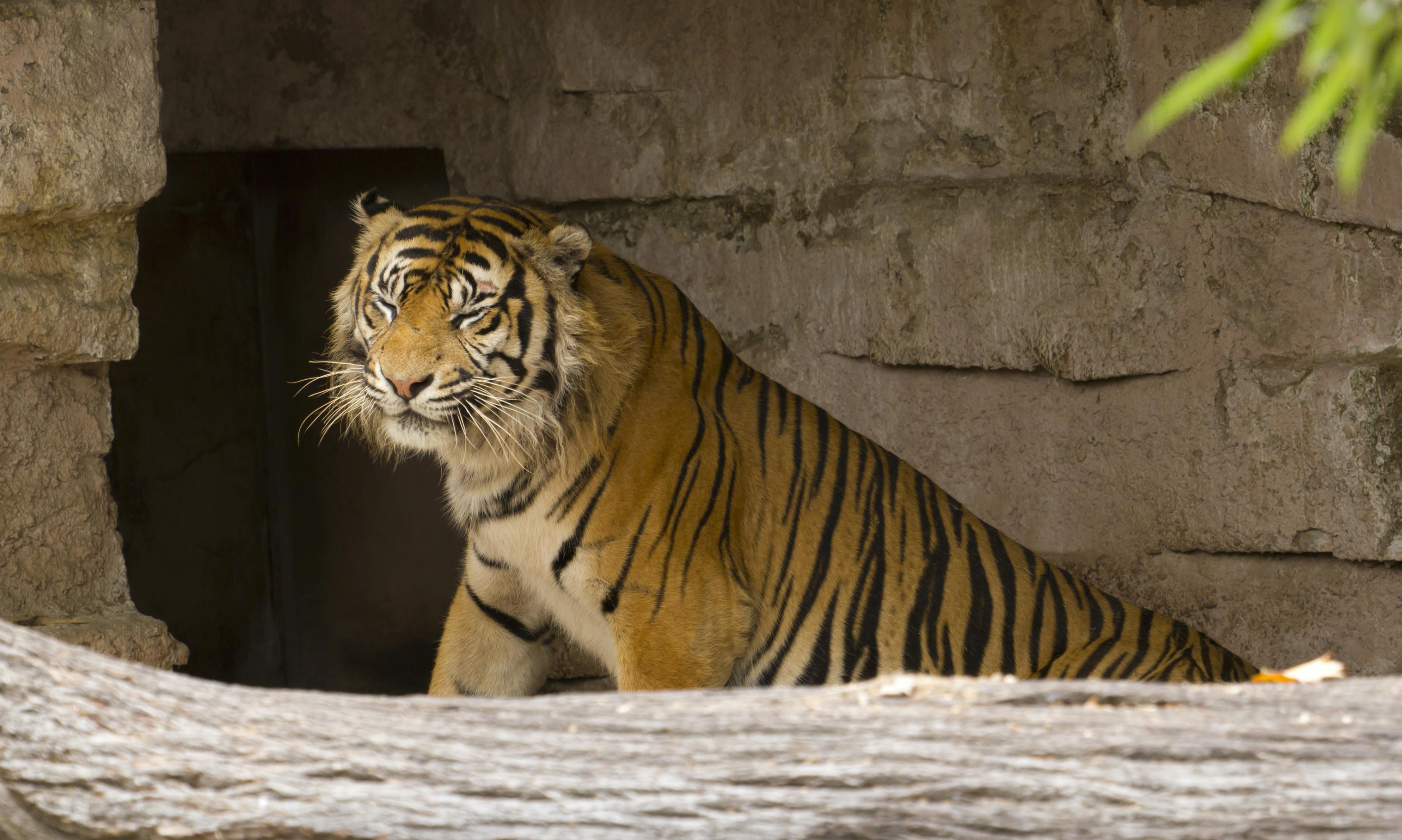 En tiger med orange päls och svarta ränder sitter nära en strukturerad stenmur, med en trästock framför den.