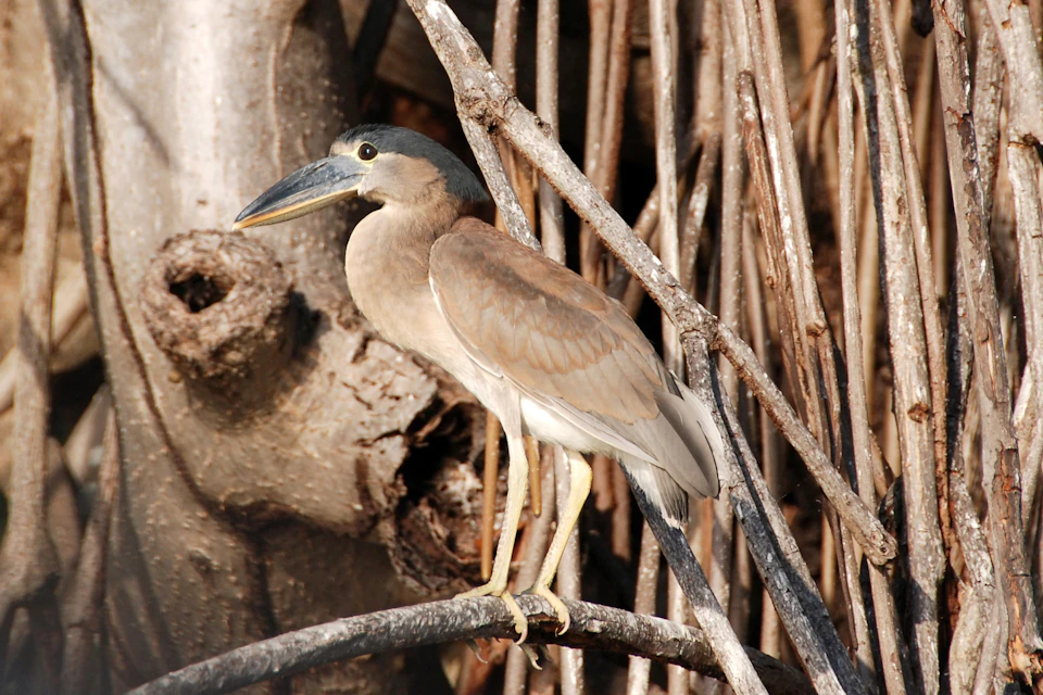 Heron - Birdlife Sian Ka'an