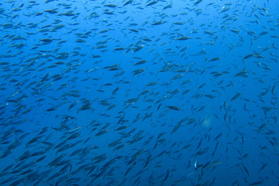 fishes
